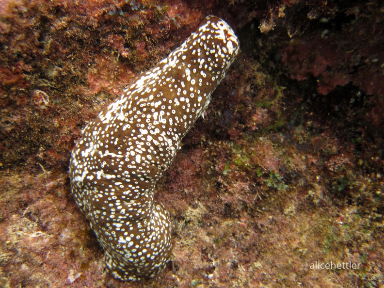 Seegurke (Actinopyga mauritiana)